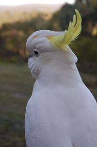 Close-up of a cockatoo 