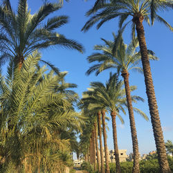 Low angle view of palm trees against sky