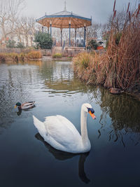 Swans swimming in lake