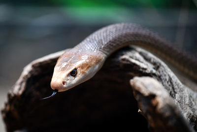 Close-up of lizard