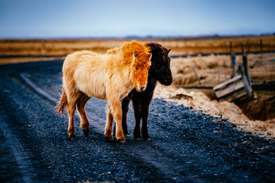 Icelandic horses standing on road