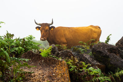 Horse standing on rock against clear sky