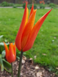 Close-up of red poppy blooming in field