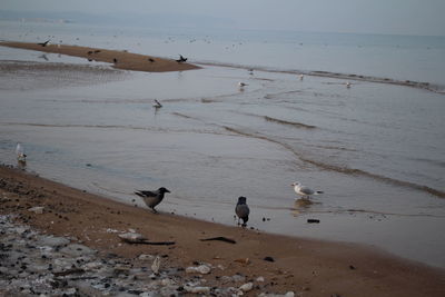 Birds flying over beach against sky