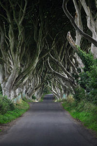 Empty road amidst trees