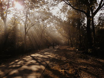 Trees in forest during sunny day