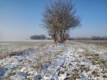 Frozen tree on field against clear sky during winter
