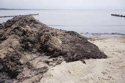 Smelly rotting algae at baltic sea beach in summer