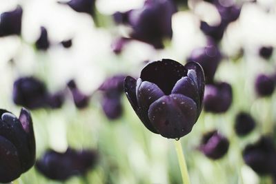 Close-up of heart shaped flower