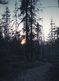 Trees in forest against sky during sunset