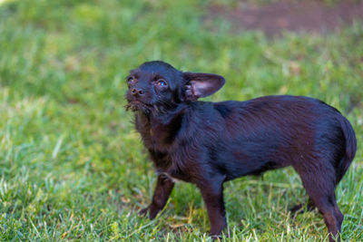 Portrait of a dog on field