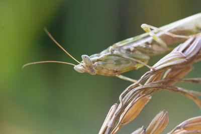 Close-up of insect on plant
