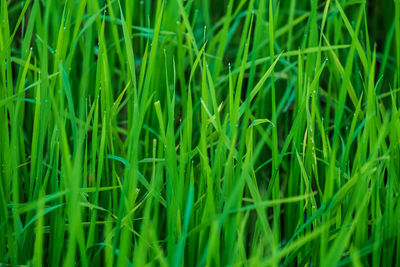 Full frame shot of crops growing on field