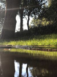 Reflection of trees in water