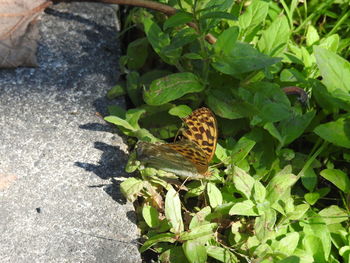 High angle view of butterfly on plant