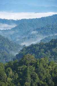 Scenic view of trees in forest