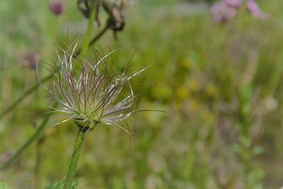 Close-up of flower against blurred background