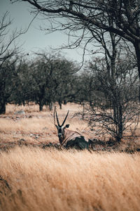 View of deer on landscape