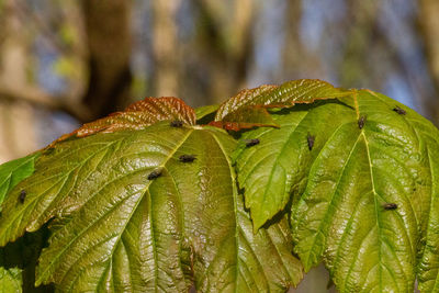 Close-up of wet plant leaves during rainy season