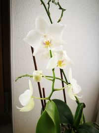 Close-up of white orchid flowers