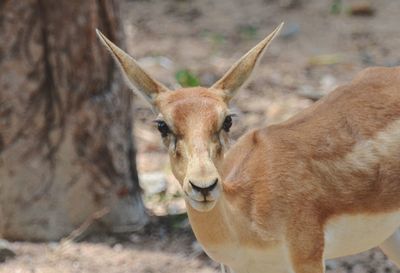 Close-up portrait of deer standing outdoors