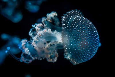 Close-up of jellyfish swimming in sea