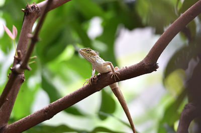 Low angle view of bearded dragon on plant