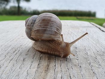 Close-up of snail on wood