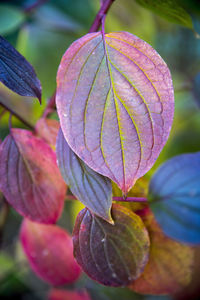 Close-up of pink leaves on plant