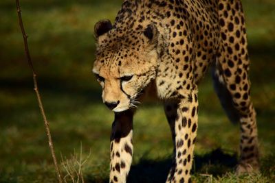 Close-up of a cat on field