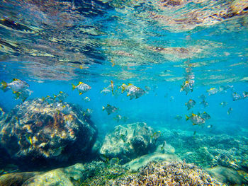 Fish swimming in sea