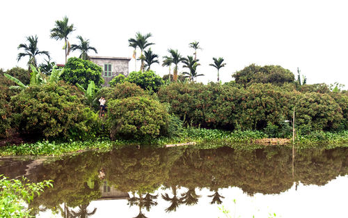 Trees by lake against clear sky