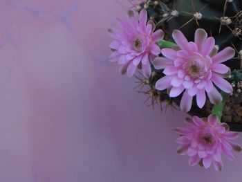 Close-up of pink flowering plant