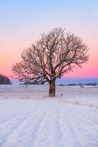 Bare tree on snow covered field during sunset