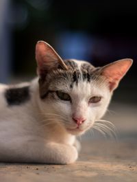 Close-up of cat resting