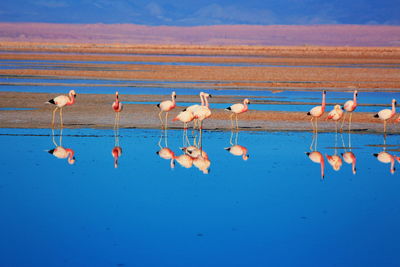 Flock of birds on lake