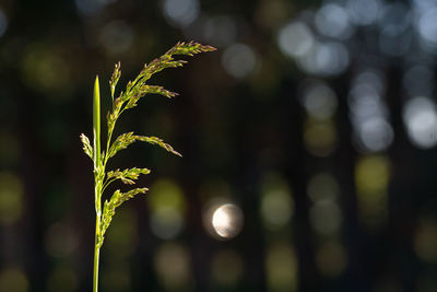 Close-up of plant growing on field