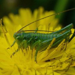 Close-up of insect on yellow flower