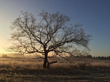 Tree against sky during sunset