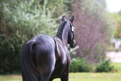 Close-up of a horse on field