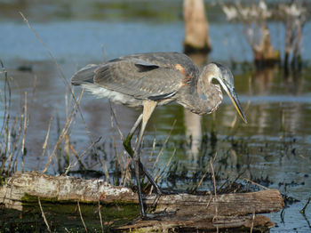 Bird perching on a lake