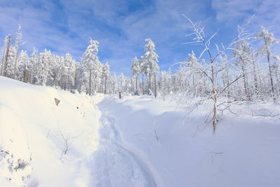 Snow covered trees on field against sky