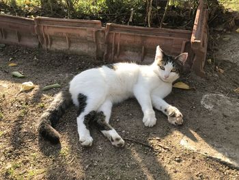 Cat lying on a tree