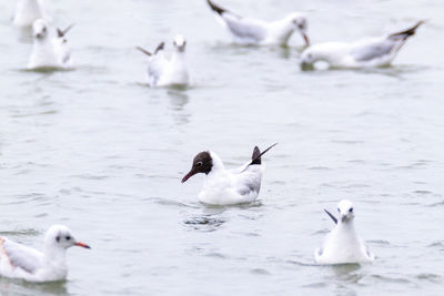 Black-headed gull in the water