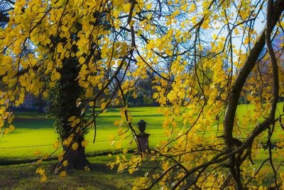 Trees in park