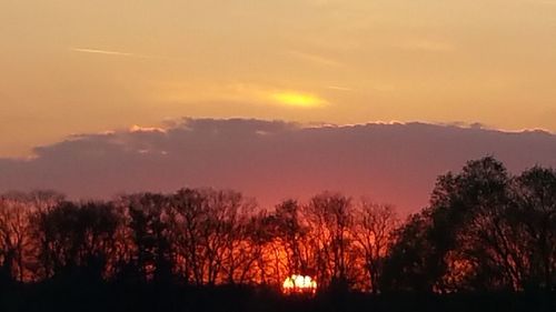 Silhouette trees in forest against sky at sunset