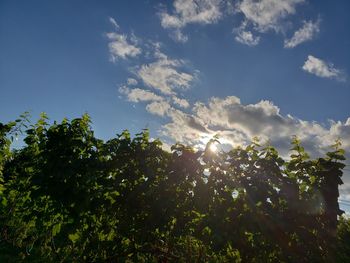 Low angle view of sunlight streaming through trees against sky