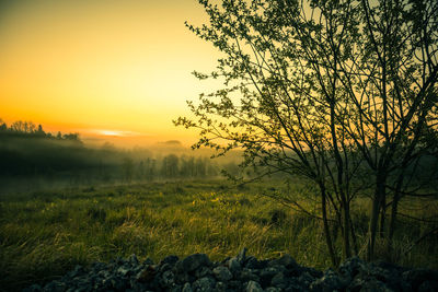 A summer morning scenery with bush branches.