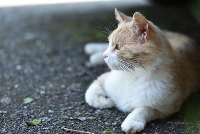 Close-up of cat