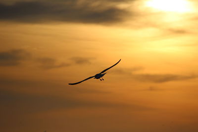 Low angle view of silhouette bird flying against orange sky